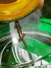 Desmognathus carolinensis