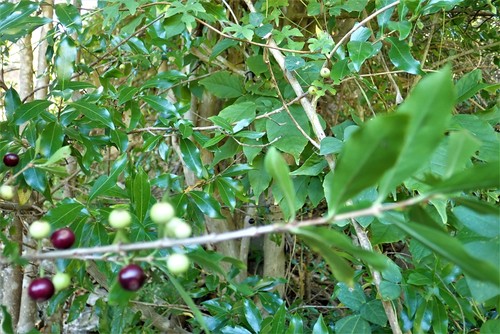 Empogona ovalifolia image