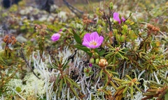 Claytonia acutifolia