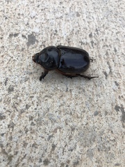 Oryctes nasicornis grypus