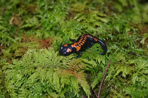 Isthmura bellii