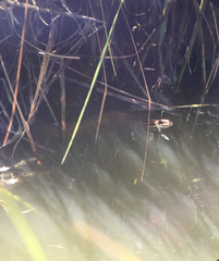 Nerodia clarkii clarkii