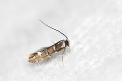 Chrysaster ostensackenella