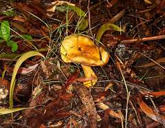 Cortinarius sinapicolor