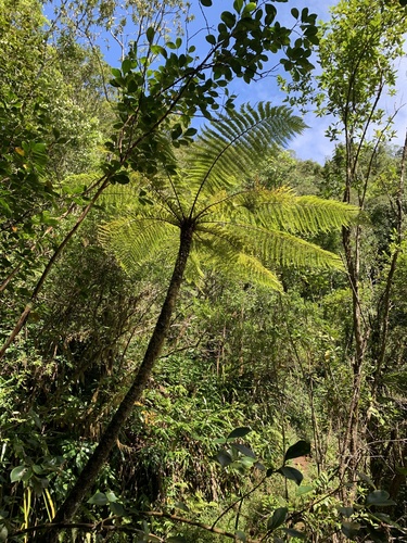 Image of Mauritius Tree Fern (Alsophila borbonica) by (c) Matteo Bellucci, some rights reserved (CC BY)