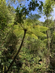 Bourbon Tree Fern (Alsophila borbonica)