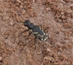 Cicindela tranquebarica kirbyi
