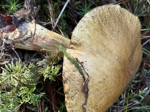 Velvet Bolete (Suillus variegatus)