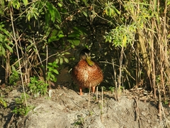 Anas platyrhynchos