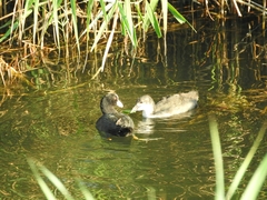 Fulica atra