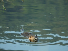 Myocastor coypus