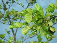 Alnus glutinosa