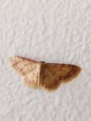 Idaea impexa