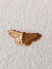 Idaea impexa