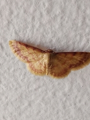Idaea impexa