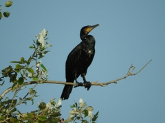 Phalacrocorax carbo