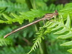 Platycnemis