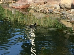 Fulica atra