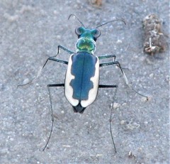 Eunota circumpicta johnsonii