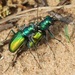 Chartreuse Tiger Beetle - Photo (c) Bob O'Kennon, some rights reserved (CC BY-NC), uploaded by Bob O'Kennon