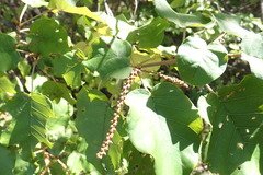 Croton bernieri image