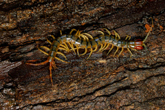 Scolopendrinae