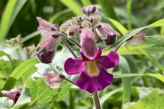 Proboscidea louisianica fragrans