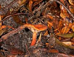 Lactarius eucalypti