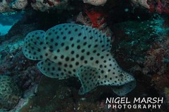 Chromileptes altivelis