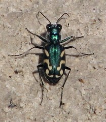 Cicindela fulgida pseudowillistoni