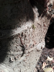 Lygodactylus capensis