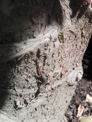 Lygodactylus capensis