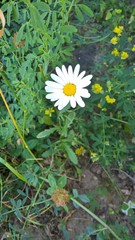 Leucanthemum vulgare