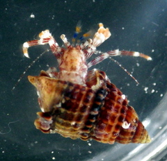 Pagurixus handrecki