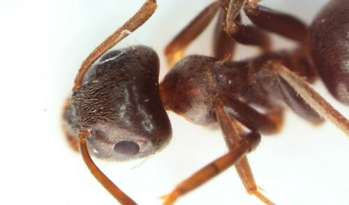 Representative image of Lasius grandis