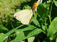 Eurema blanda arsakia