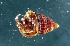 Pagurixus handrecki