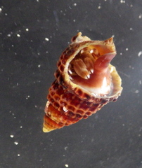 Pagurixus handrecki