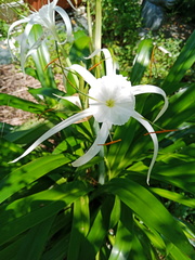 Hymenocallis speciosa