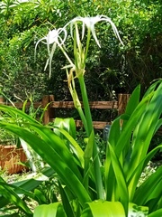 Hymenocallis speciosa
