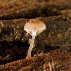 Mycena carmeliana