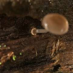 Mycena carmeliana