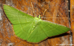 Ornithospila succincta