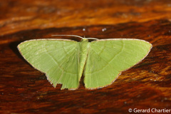 Ornithospila succincta