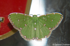 Argyrocosma inductaria