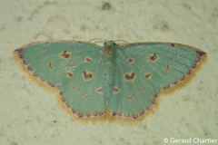 Comostola meritaria