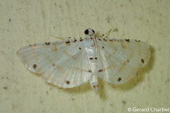 Pycnarmon cribrata