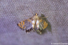 Nymphicula
