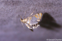 Nymphicula
