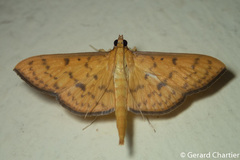 Endocrossis caldusalis